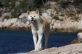 AKITA INU 325